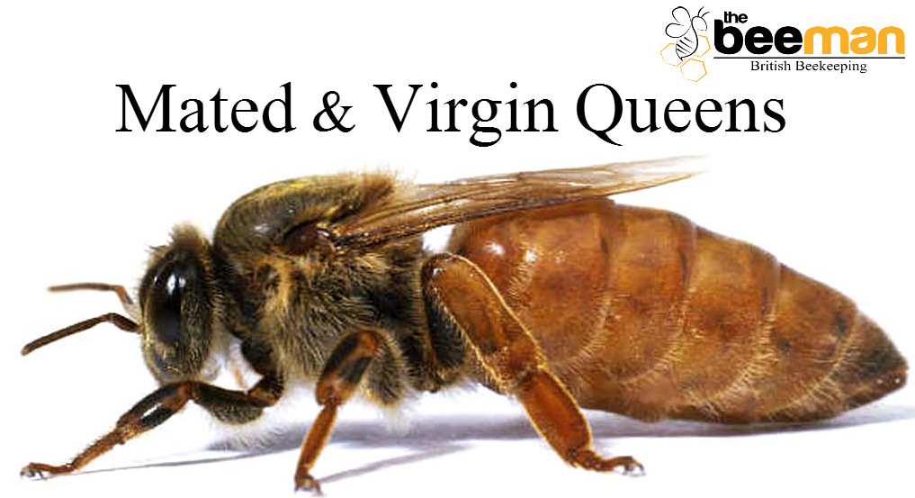 Mated Queen Bees